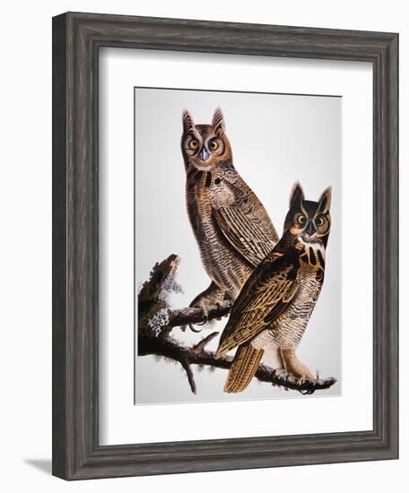 Audubon: Owl-John James Audubon-Framed Giclee Print