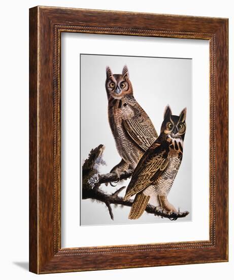 Audubon: Owl-John James Audubon-Framed Giclee Print