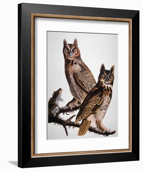 Audubon: Owl-John James Audubon-Framed Giclee Print