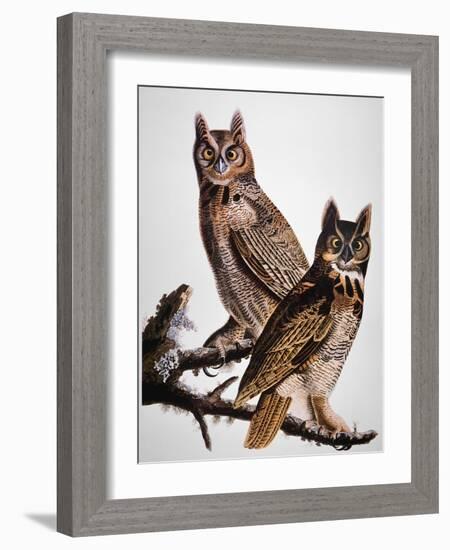 Audubon: Owl-John James Audubon-Framed Giclee Print