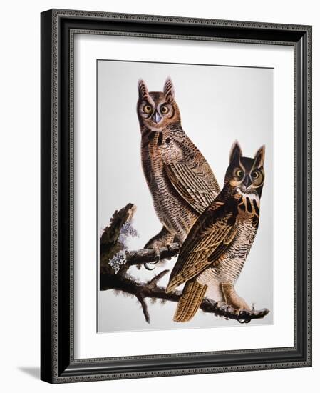 Audubon: Owl-John James Audubon-Framed Giclee Print