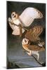 Audubon: Owl-John James Audubon-Mounted Giclee Print