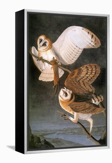 Audubon: Owl-John James Audubon-Framed Premier Image Canvas