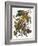 Audubon: Parakeet-John James Audubon-Framed Giclee Print