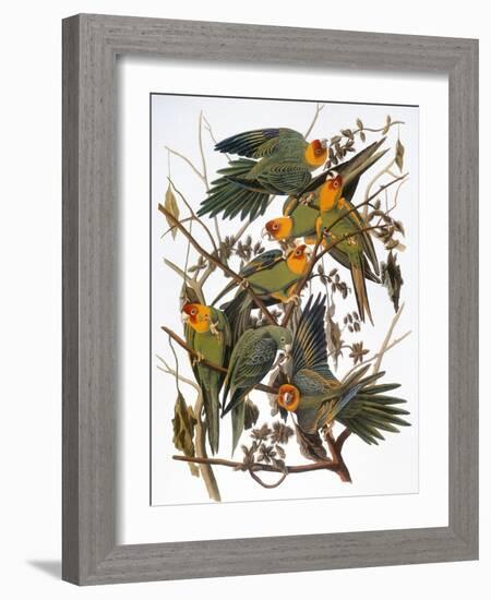 Audubon: Parakeet-John James Audubon-Framed Giclee Print