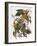 Audubon: Parakeet-John James Audubon-Framed Giclee Print