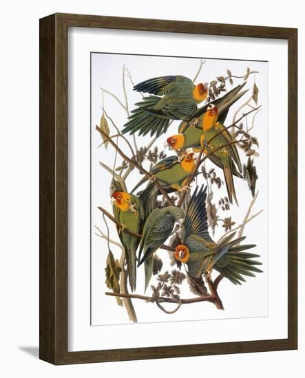 Audubon: Parakeet-John James Audubon-Framed Giclee Print