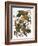 Audubon: Parakeet-John James Audubon-Framed Giclee Print