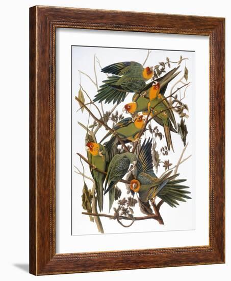 Audubon: Parakeet-John James Audubon-Framed Giclee Print