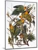 Audubon: Parakeet-John James Audubon-Mounted Giclee Print