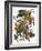 Audubon: Parakeet-John James Audubon-Framed Giclee Print