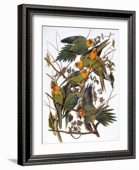 Audubon: Parakeet-John James Audubon-Framed Giclee Print