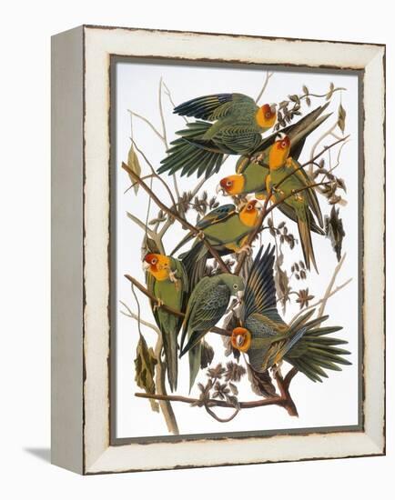 Audubon: Parakeet-John James Audubon-Framed Premier Image Canvas