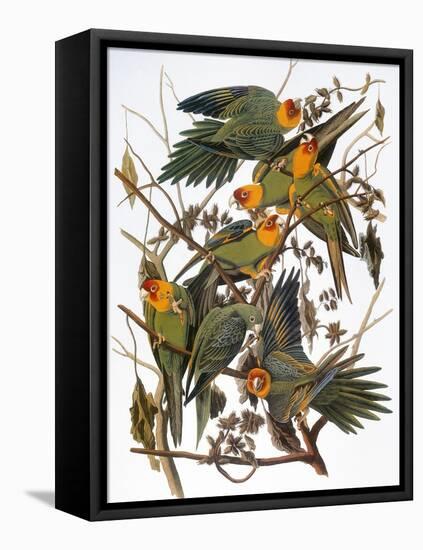 Audubon: Parakeet-John James Audubon-Framed Premier Image Canvas