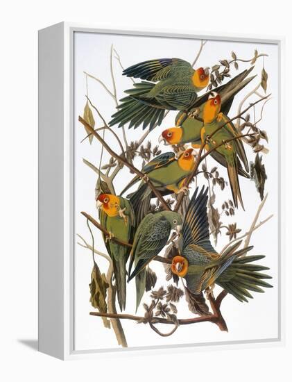 Audubon: Parakeet-John James Audubon-Framed Premier Image Canvas
