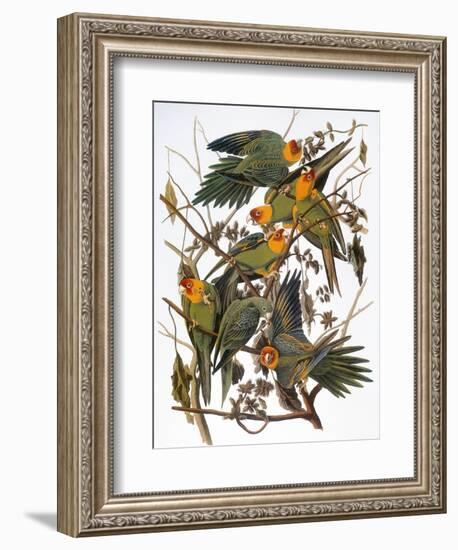 Audubon: Parakeet-John James Audubon-Framed Giclee Print