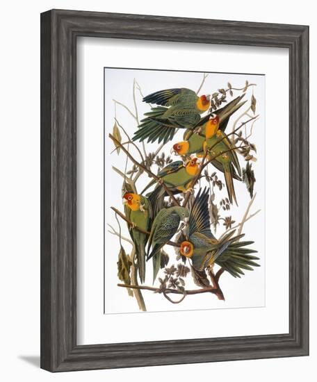 Audubon: Parakeet-John James Audubon-Framed Giclee Print