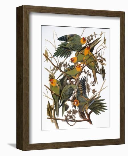 Audubon: Parakeet-John James Audubon-Framed Giclee Print