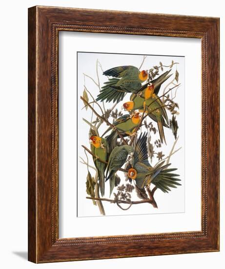 Audubon: Parakeet-John James Audubon-Framed Giclee Print