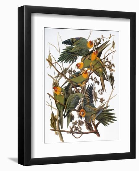 Audubon: Parakeet-John James Audubon-Framed Giclee Print