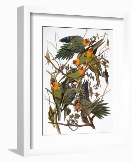 Audubon: Parakeet-John James Audubon-Framed Giclee Print