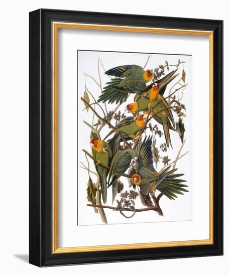 Audubon: Parakeet-John James Audubon-Framed Giclee Print