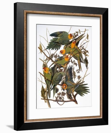 Audubon: Parakeet-John James Audubon-Framed Premium Giclee Print