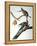 Audubon: Passenger Pigeon-John James Audubon-Framed Premier Image Canvas