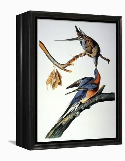 Audubon: Passenger Pigeon-John James Audubon-Framed Premier Image Canvas