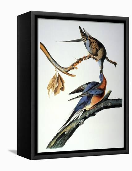 Audubon: Passenger Pigeon-John James Audubon-Framed Premier Image Canvas