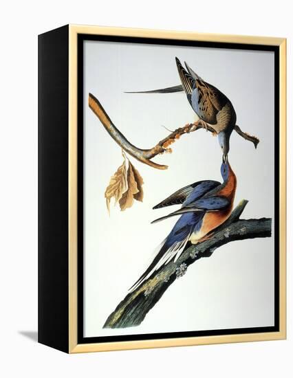 Audubon: Passenger Pigeon-John James Audubon-Framed Premier Image Canvas