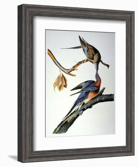 Audubon: Passenger Pigeon-John James Audubon-Framed Giclee Print