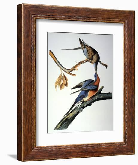 Audubon: Passenger Pigeon-John James Audubon-Framed Giclee Print