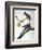 Audubon: Passenger Pigeon-John James Audubon-Framed Giclee Print