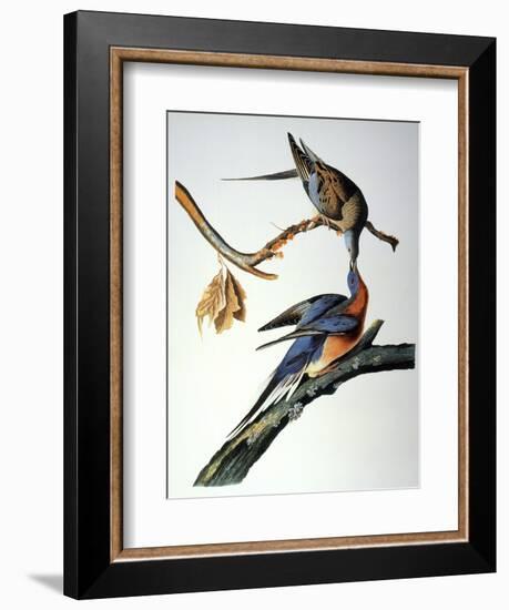 Audubon: Passenger Pigeon-John James Audubon-Framed Giclee Print