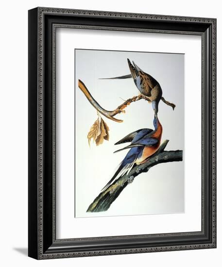 Audubon: Passenger Pigeon-John James Audubon-Framed Giclee Print