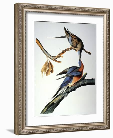 Audubon: Passenger Pigeon-John James Audubon-Framed Giclee Print