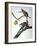 Audubon: Passenger Pigeon-John James Audubon-Framed Giclee Print