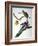 Audubon: Passenger Pigeon-John James Audubon-Framed Giclee Print