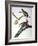 Audubon: Passenger Pigeon-John James Audubon-Framed Giclee Print