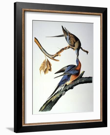 Audubon: Passenger Pigeon-John James Audubon-Framed Giclee Print