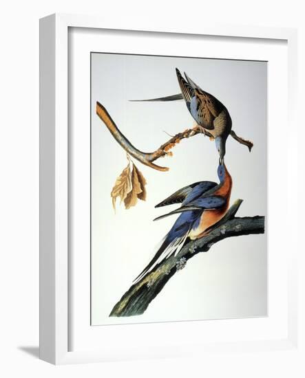 Audubon: Passenger Pigeon-John James Audubon-Framed Giclee Print