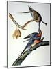 Audubon: Passenger Pigeon-John James Audubon-Mounted Giclee Print