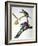 Audubon: Passenger Pigeon-John James Audubon-Framed Giclee Print