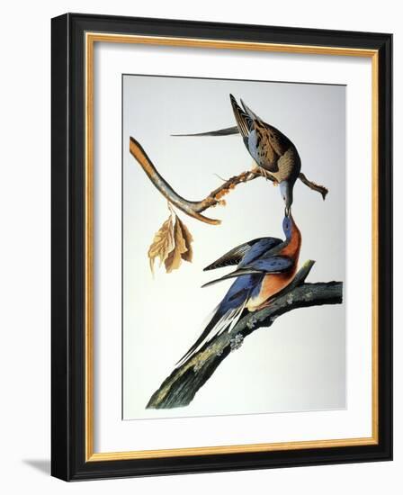 Audubon: Passenger Pigeon-John James Audubon-Framed Giclee Print