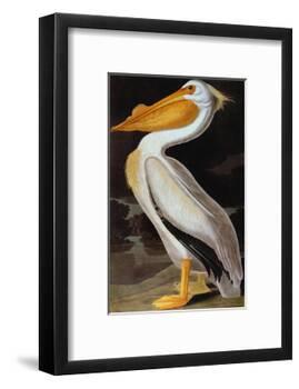 Audubon: Pelican-John James Audubon-Framed Giclee Print