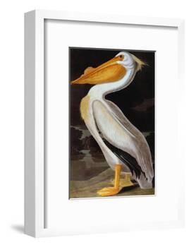 Audubon: Pelican-John James Audubon-Framed Giclee Print