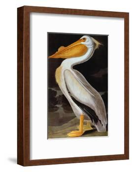 Audubon: Pelican-John James Audubon-Framed Giclee Print