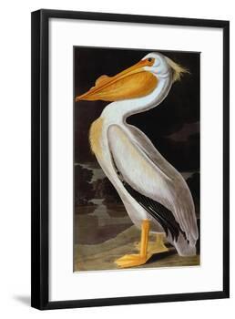 Audubon: Pelican-John James Audubon-Framed Giclee Print