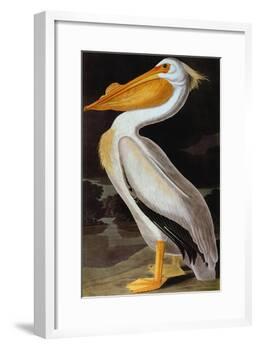 Audubon: Pelican-John James Audubon-Framed Giclee Print
